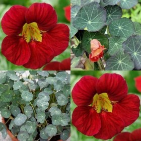 Sarkantyúka Blue Pepe, Tropaeolum majus, ehető virág